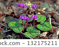 Blooming bright Cyclamen Coum Caucasicum. Pink flowers with patterned leaves against the ground. 132175211