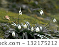 White snowdrop flowers. Galanthus flowers illuminated by the sun on a green blurred background, early spring 132175212