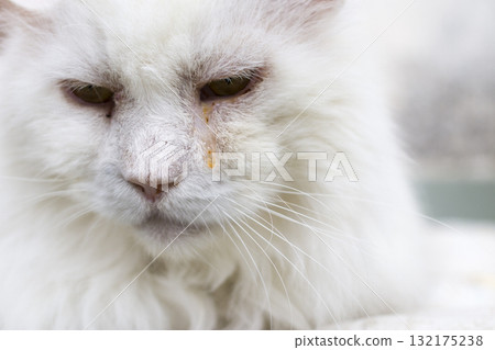 The white muzzle of a sad cat. The white muzzle of a sad cat. 132175238