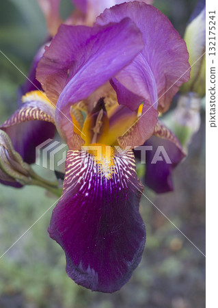 A delicate purple iris flower. A delicate purple iris flower. 132175241