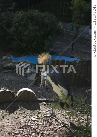 The grey crowned crane (Balearica regulorum). 132175245