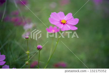 Cosmos fields in Omitama City, Ibaraki Prefecture Cosmos fields in Omitama City, Ibaraki Prefecture 132175352