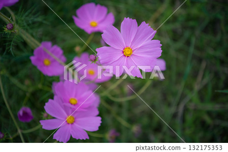 Cosmos fields in Omitama City, Ibaraki Prefecture 132175353