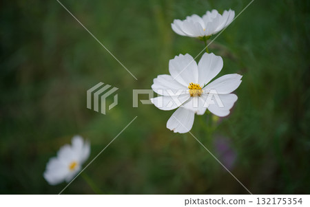 Cosmos fields in Omitama City, Ibaraki Prefecture Cosmos fields in Omitama City, Ibaraki Prefecture 132175354