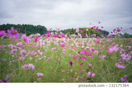 Cosmos fields in Omitama City, Ibaraki Prefecture 132175364