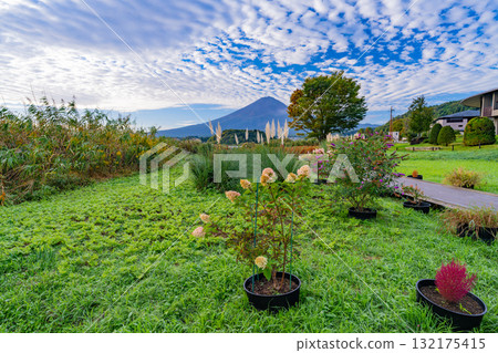 [Yamanashi Prefecture] Mt. Fuji seen from the Oishi Park promenade in autumn, early morning 132175415