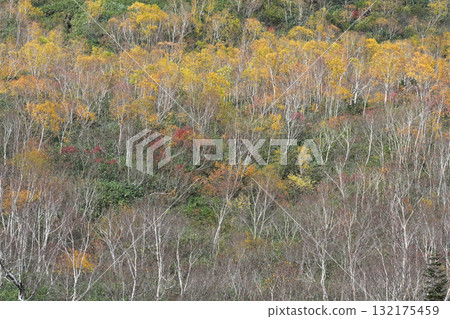 多彩的秋天的樹林 多彩的秋天的樹林 132175459