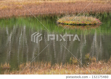 池塘和蘆葦蕩在晨霧中,秋葉飄零 池塘和蘆葦蕩在晨霧中,秋葉飄零 132175460