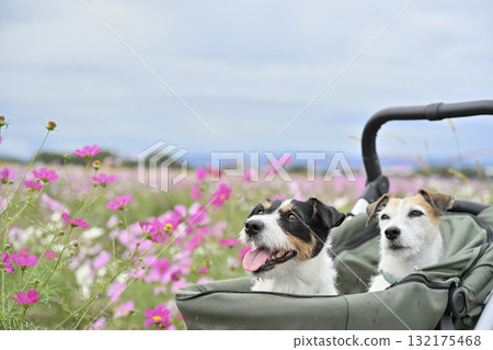 兩隻傑克羅素梗犬坐在寵物車裡，漫步在盛開的波斯菊田野中 132175468