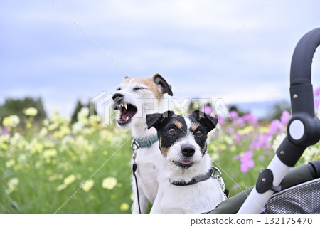 兩隻傑克羅素梗犬坐在寵物車裡,漫步在盛開的波斯菊田野中 兩隻傑克羅素梗犬坐在寵物車裡,漫步在盛開的波斯菊田野中 132175470