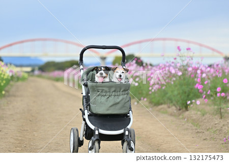 兩隻傑克羅素梗犬坐在寵物車裡，漫步在盛開的波斯菊田野中 132175473