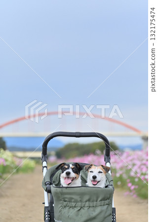 Two Jack Russell Terriers walking in a pet cart in a field of blooming cosmos 132175474