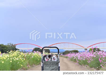 Two Jack Russell Terriers walking in a pet cart in a field of blooming cosmos Two Jack Russell Terriers walking in a pet cart in a field of blooming cosmos 132175477