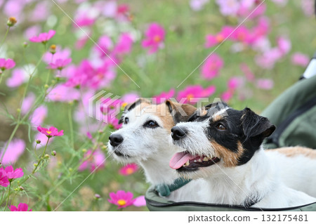 Two Jack Russell Terriers walking in a pet cart in a field of blooming cosmos 132175481