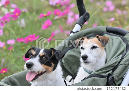 Two Jack Russell Terriers walking in a pet cart in a field of blooming cosmos 132175482