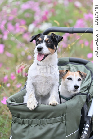Two Jack Russell Terriers walking in a pet cart in a field of blooming cosmos 132175483