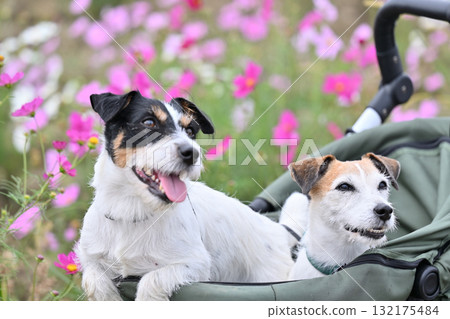 Two Jack Russell Terriers walking in a pet cart in a field of blooming cosmos 132175484