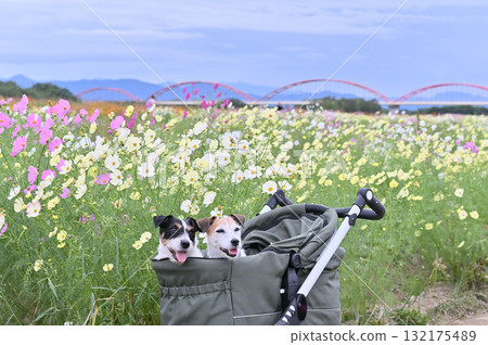 Two Jack Russell Terriers walking in a pet cart in a field of blooming cosmos 132175489