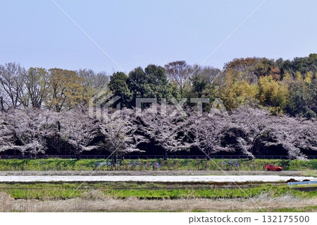 Long, long rows of cherry blossom trees Long, long rows of cherry blossom trees 132175500