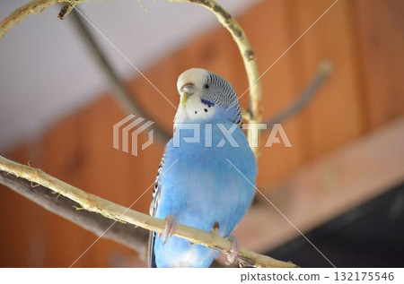 blue parrot on a branch blue parrot on a branch 132175546