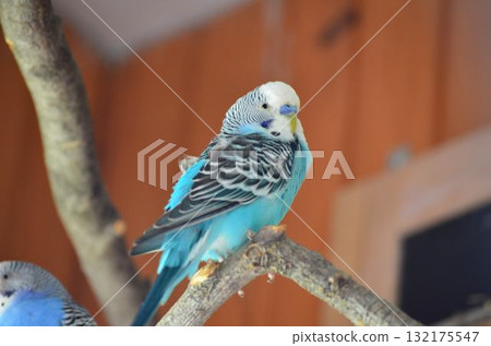 Blue parakeet sitting on a branch 132175547