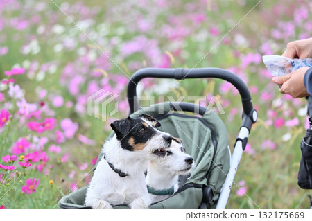 Owner playing with two Jack Russell Terriers in a field of blooming cosmos Owner playing with two Jack Russell Terriers in a field of blooming cosmos 132175669