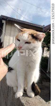 Faced pussy Faced pussy 132175810