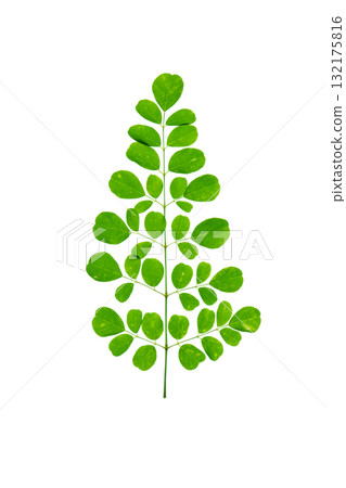 Moringa leaves on white isolated 132175816