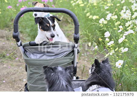A walk together (Jack Russell Terrier and Chihuahua) A field of cosmos in full bloom 132175970