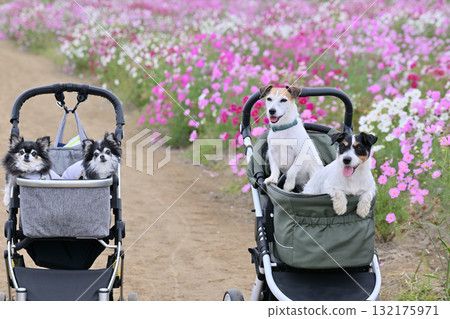 A walk together (Jack Russell Terrier and Chihuahua) A field of cosmos in full bloom 132175971