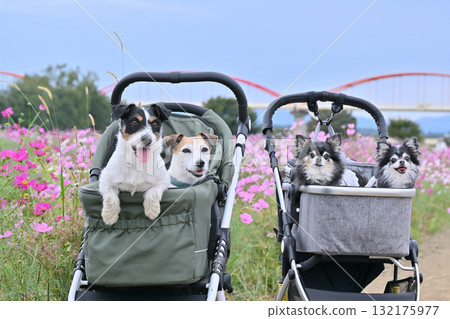 A walk together (Jack Russell Terrier and Chihuahua) A field of cosmos in full bloom 132175977