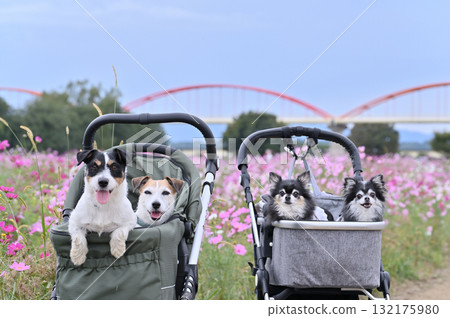 A walk together (Jack Russell Terrier and Chihuahua) A field of cosmos in full bloom 132175980