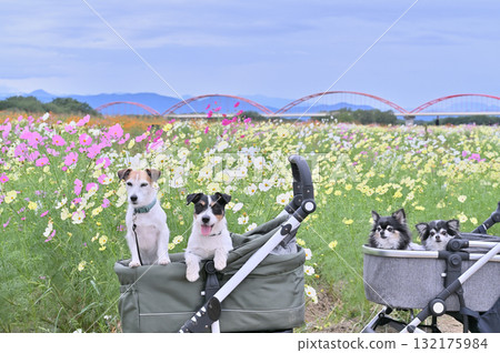 A walk together (Jack Russell Terrier and Chihuahua) A field of cosmos in full bloom 132175984