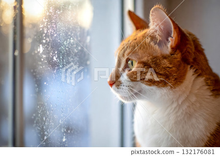 冬天窗邊的貓 一隻棕白相間的貓凝視著磨砂玻璃 冬天窗邊的貓 一隻棕白相間的貓凝視著磨砂玻璃 132176081