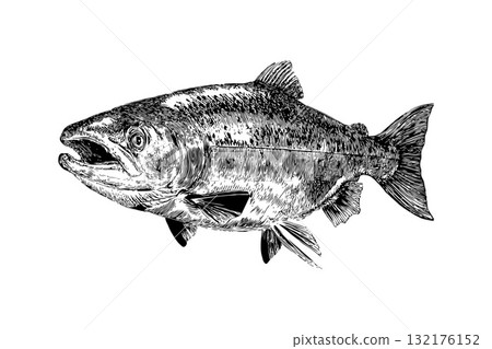 Realistic hand-drawn salmon fish sketch with fine ink detailing, monochrome style, isolated on white background, concept of marine wildlife art 132176152