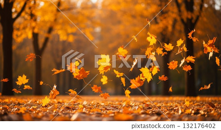 Falling Yellow Maple Leaves in Autumn Park With Warm Sunlight 132176402