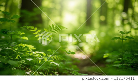 Ferns and Greenery in Sun Dappled Forest Landscape View 132176411