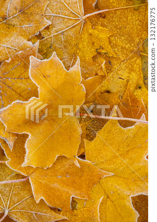 Close-up of pile of yellow maple leaves covered with frost. concept of autumn and beauty of nature 132176775