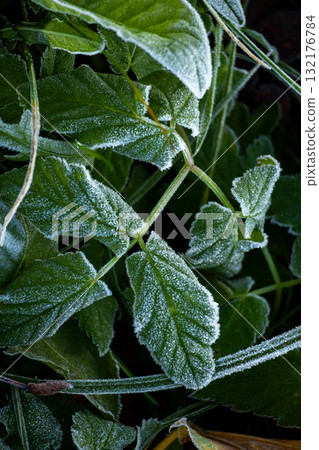 Frosty autumn morning in the forest. Deciduous plant with frosted foliage.  132176784