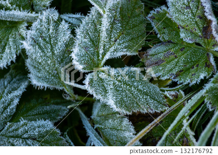 Frosty autumn morning in the forest. Deciduous plant with frosted foliage.  132176792