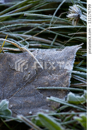 Close-up of a pile of leaves covered with frost. The leaves are brown and the frost is white. Close-up of a pile of leaves covered with frost. The leaves are brown and the frost is white. 132176799