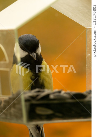 titmouse bird flies and eats food or seeds in a bird feeder. 132176802