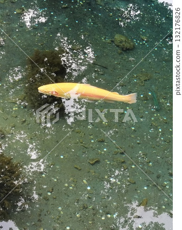 Yellow carp floating in a clear stream 132176826