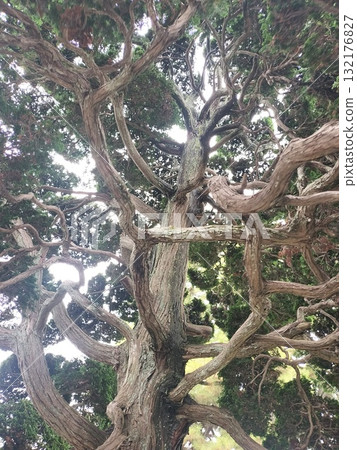 Big tree Big tree 132176827