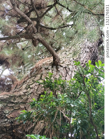 tree on rock tree on rock 132176831