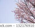 Hokkaido cherry blossoms on a clear day 132176910
