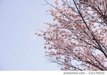 Hokkaido cherry blossoms on a clear day Hokkaido cherry blossoms on a clear day 132176910