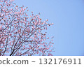 Hokkaido cherry blossoms on a clear day 132176911