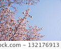 Hokkaido cherry blossoms on a clear day 132176913