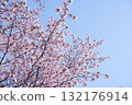 Hokkaido cherry blossoms on a clear day 132176914